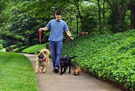 Dog Walking & Pet Bathing Service